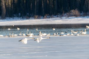 trumpeter swan flying in winter