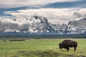 bison standing in front of the Teton Mountains in summer.